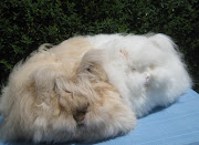 For English Angora, density carries 25 points, texture 20 points and length .