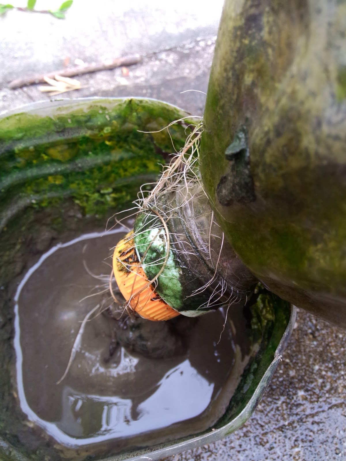 kebun sejemput...: Tanam Kesum Dalam Self Watering Container