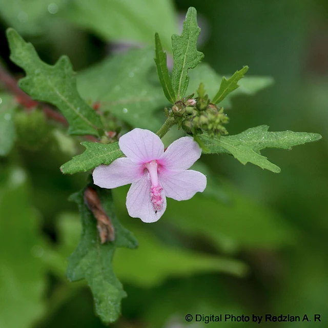 Wild Pink Flower