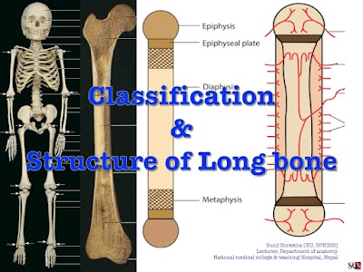 Classification & Structure of Long bone