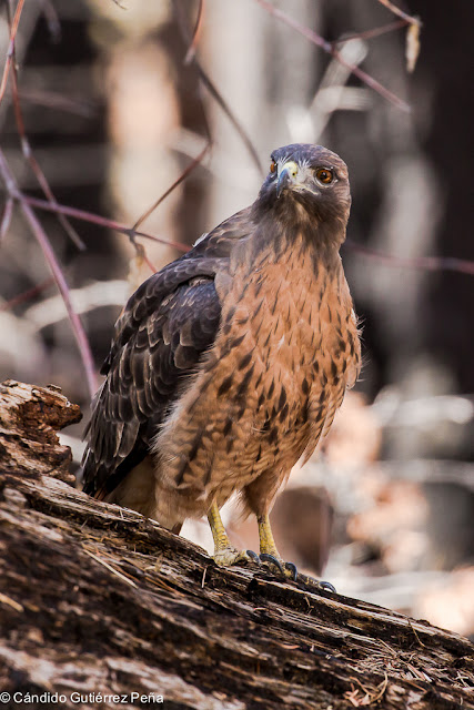 RATONERO DE COLA ROJA - Buteo Jamaicensis