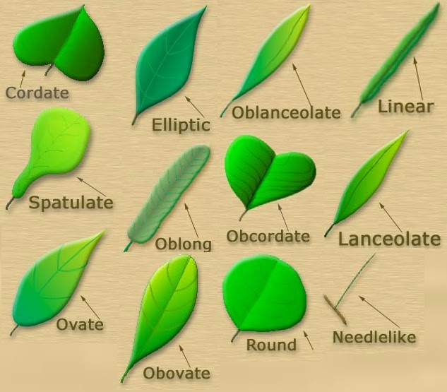 DENDROLOGI: BANGUN BENTUK HELAI DAUN (Circumscriptio)