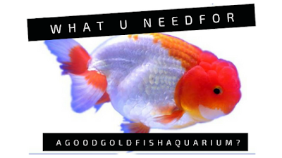 aquarium-filtration-goldfish