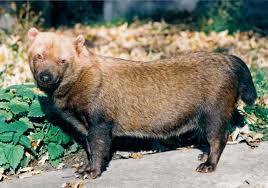 Bush Dog