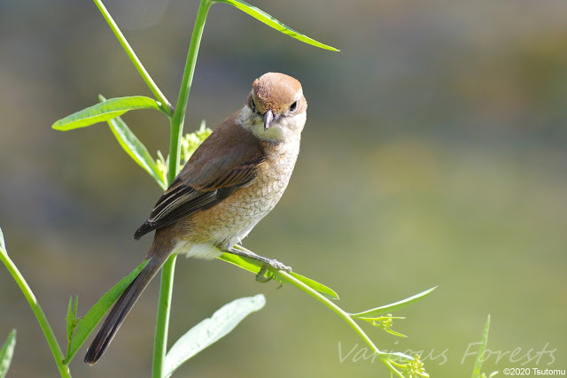 Brown shrike