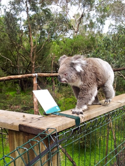 Koala Conservation Centre, Phillip Island