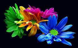 Flowers image 4k