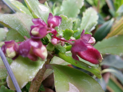 Kalanchoe porphyrocalyx care and culture