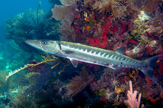 Barracuda | Description, Size, Diet, Facts & Pictures