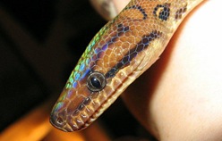 Salamanta, a cobra arco-íris