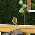 Rose - coloured Starling -- Pembroke Dock
