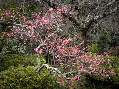 Red ume blossoms: Kawakita-kinenkan, kamakura 