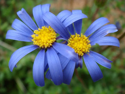 blue daisies