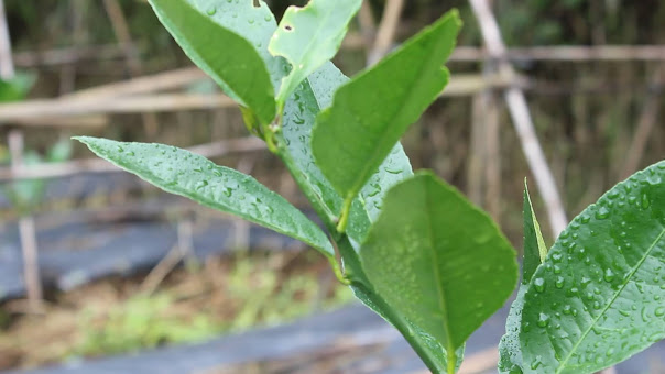 Cara Merawat Jeruk Lemon Calivornia