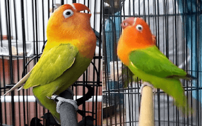 lovebird fighter