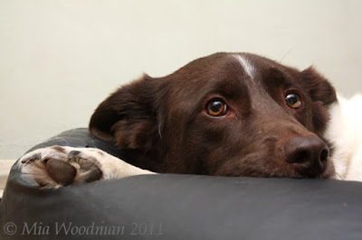 toka dog in beanbag chair