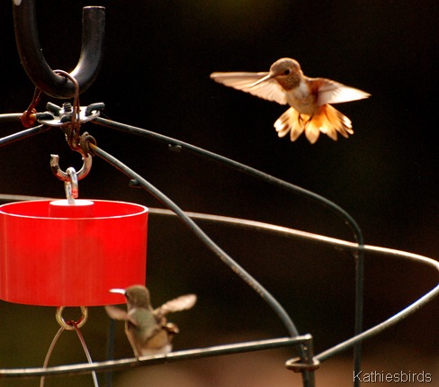 9. rufous-kab