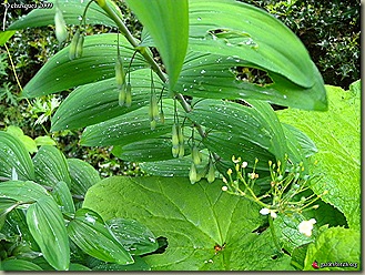 poly stenanthum  - GardenBreizh [Crug Farms Nursery]