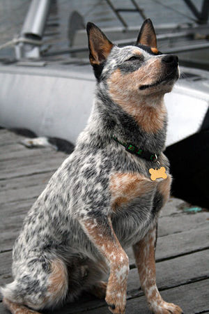 Blue Heeler Puppies on General Description Of Blue Heeler Dog  Blue Heelers Are Most