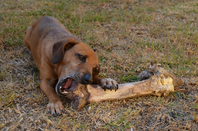 Can Dogs Eat Asparagus? Are Asparagus Safe For Dogs?