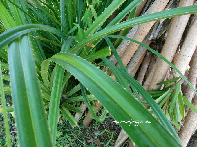 Kenali Pokok Mengkuang 