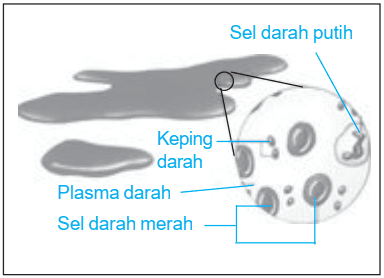 Gambar Bagian-Bagian Darah dan Keterangannya