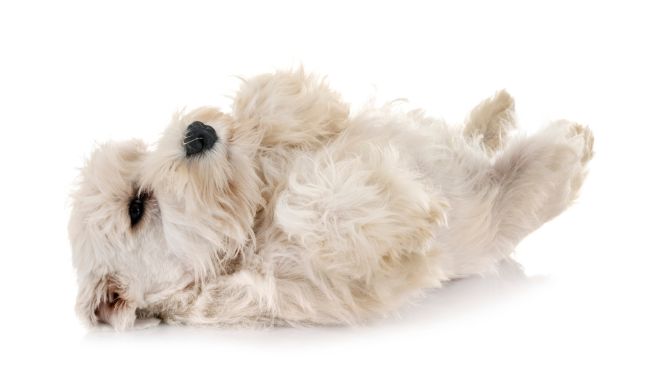 Why Puppies Like to Lay on Their Backs