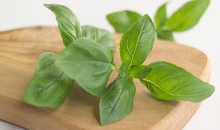 Basil Magical Benefits For Health Body