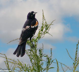 Red Winged Blackbird on Bush