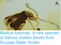 https://sciencythoughts.blogspot.com/2018/07/markus-karenae-new-species-of-silinine.html