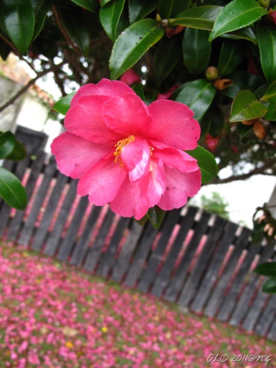 IMG_0068 IMG_0068
