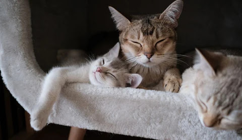 Cat Years to Human Years explained in detail