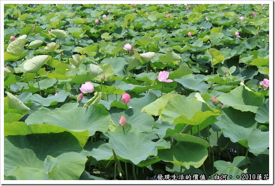 遊記，台南，白河，蓮花