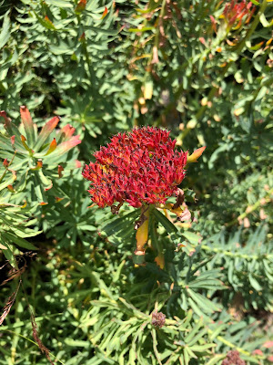 [Crassulaceae] Rhodiola rosea – Roseroot Stonecrop (Rodiola rosea)