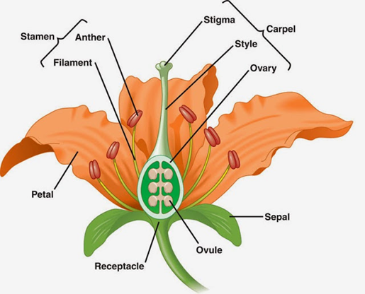 Anatomía de la flor hermafrodita. Según la especie, las flores pueden ser hemafroditas o dioicas, exponiendo partes masculinas (estamen) y femeninas (Carpelo), o ser monóicas, y tener flores masculinas y femeninas especializadas.