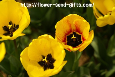 tulip-DSC07989