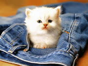 Cute Baby Animals (cute kitty wallpaper )