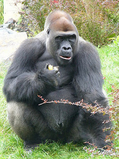  Gambar  Bagus Gorilla