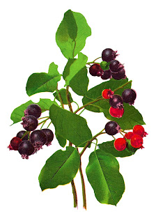 fruit berry image digital botanical art