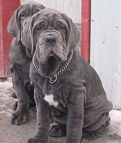 Neapolitan Mastiff Dog Health