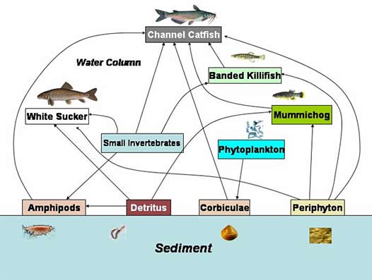  can become more and more concentrated at each step in the food chain.