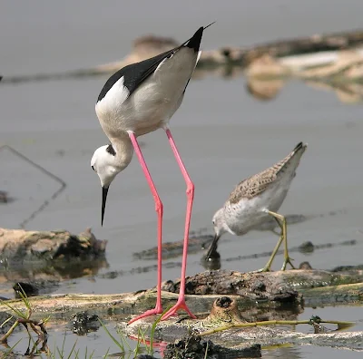  wallpapers of wood sandpiper information