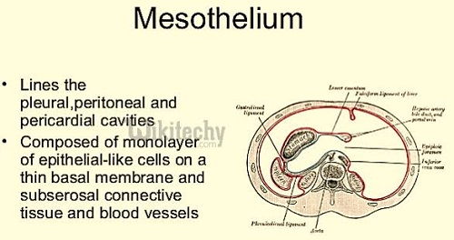 Peritoneal Mesothelium