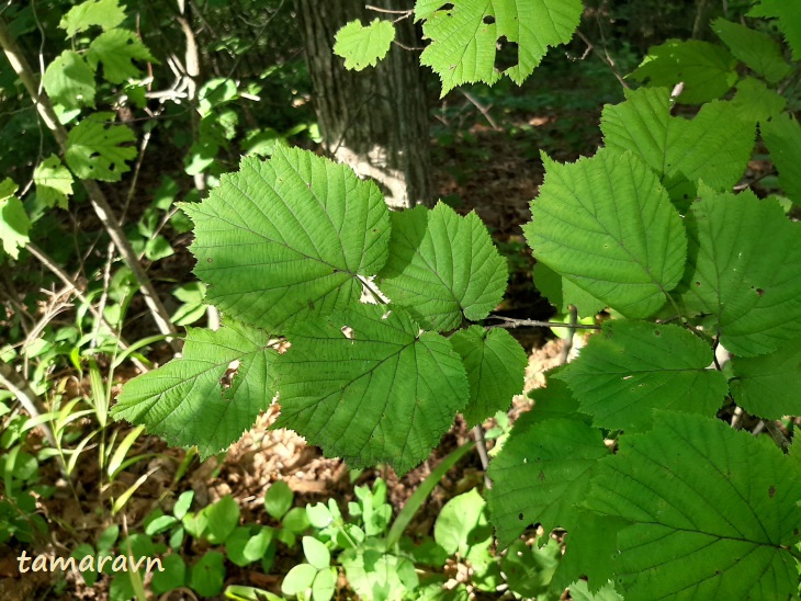 Лещина разнолистная / Орешник разнолистный (Corylus heterophylla)