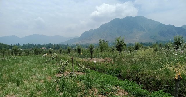 Who cuts down apple trees in South Kashmir village?