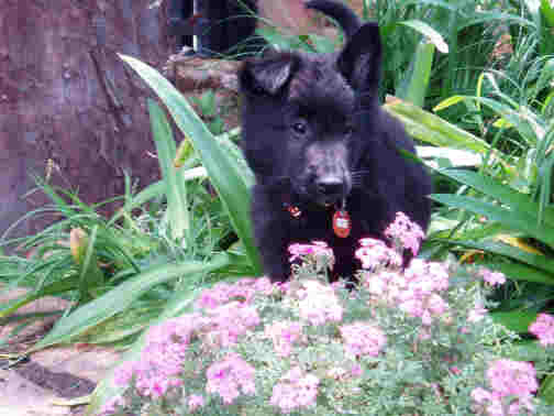 German Shepherd Dog Breeders