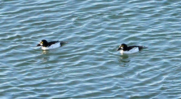 common loon winter. The common loons, however,