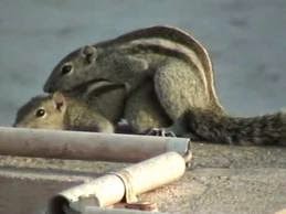 Palm Squirris having sex mating