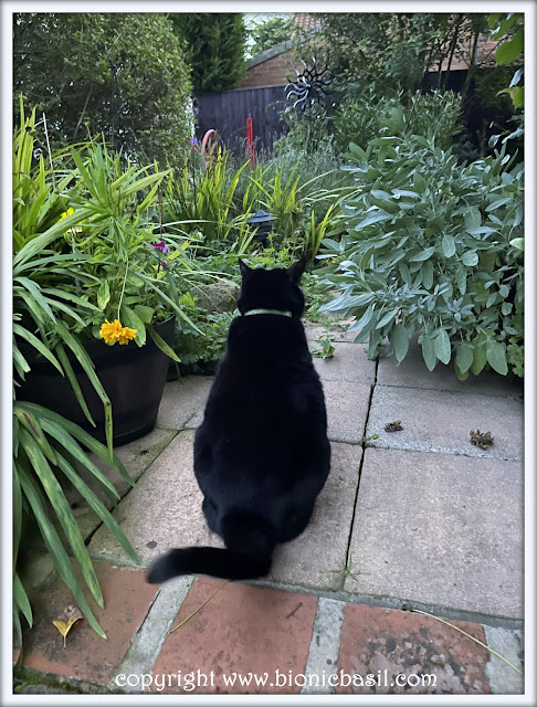 The BBHQ Midweek News Round-Up ©BionicBasil® Parsley's On Pawtrol Part 2