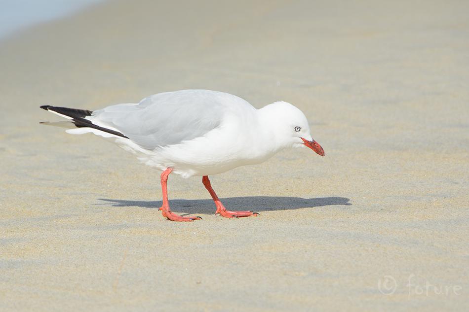 Tarapunga-kajakas, Larus novaehollandiae scopulinus, Red-billed Gull, mackerel, Chroicocephalus